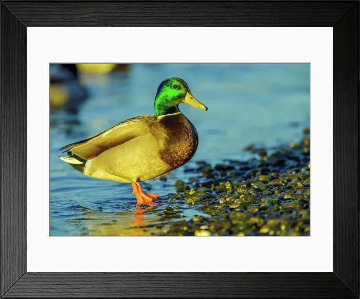 Framed Print : Canada, British Columbia, Vancouver Island Framed Print : Canada, British Columbia, Vancouver Island