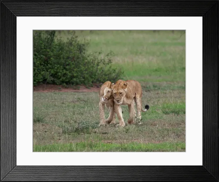 Framed Print : 4311, 4311-228 Framed Print : 4311, 4311-228