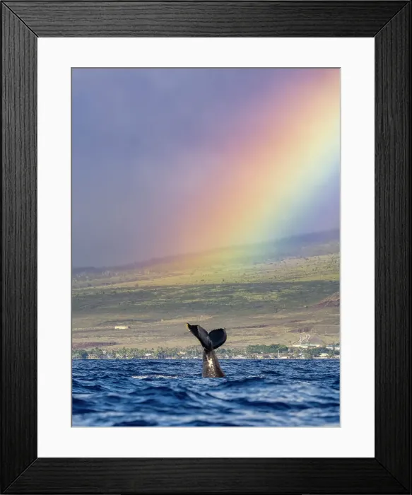 Framed Print : Blue Water Hawaii Hawaiian Islands Hawaiian Islands Humpback Whale National Marine Sanctuary Framed Print : Blue Water Hawaii Hawaiian Islands Hawaiian Islands Humpback Whale National Marine Sanctuary