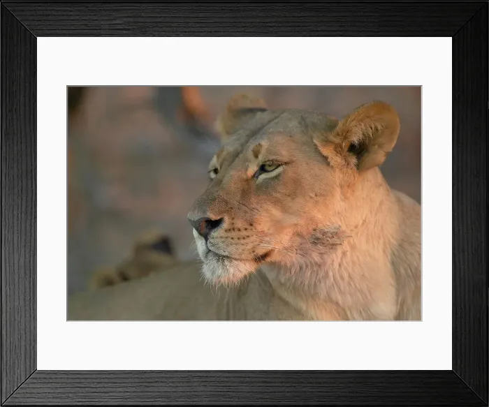 Framed Print : Lioness (Panthera leo). Northern Tuli Game Reserve Framed Print : Lioness (Panthera leo). Northern Tuli Game Reserve