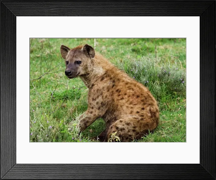 Framed Print : Spotted Hyena Framed Print : Spotted Hyena