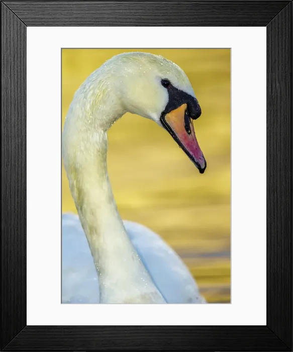 Framed Print : Canada, British Columbia, Vancouver Island Framed Print : Canada, British Columbia, Vancouver Island