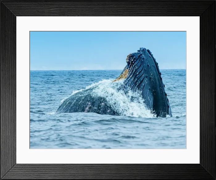 Framed Print : California Humpback Whale (Megaptera Novaeangliae) Framed Print : California Humpback Whale (Megaptera Novaeangliae)