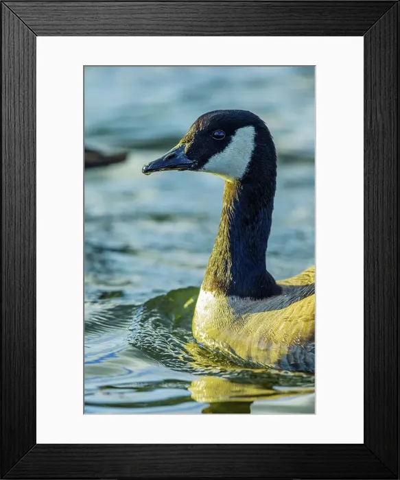 Framed Print : Canada, British Columbia, Vancouver Island Framed Print : Canada, British Columbia, Vancouver Island