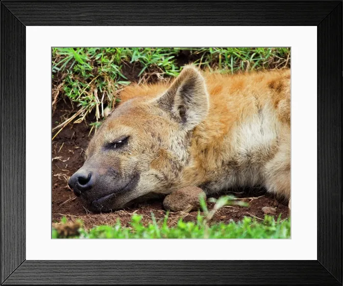Framed Print : 4311, 4311-281 Framed Print : 4311, 4311-281