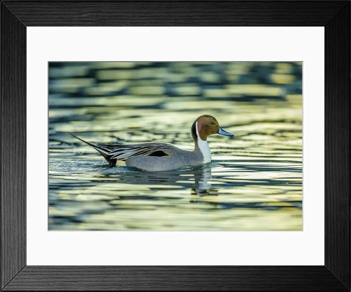 Framed Print : Canada, British Columbia, Vancouver Island Framed Print : Canada, British Columbia, Vancouver Island