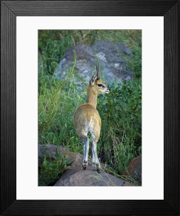 Framed Print : Klipspringer (Oreotragus oreotragus) Framed Print : Klipspringer (Oreotragus oreotragus)