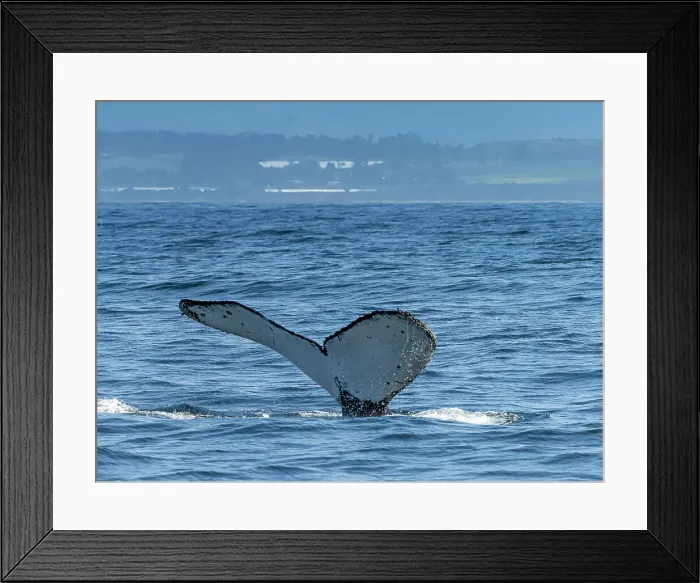 Framed Print : California Humpback Whale (Megaptera Novaeangliae)
