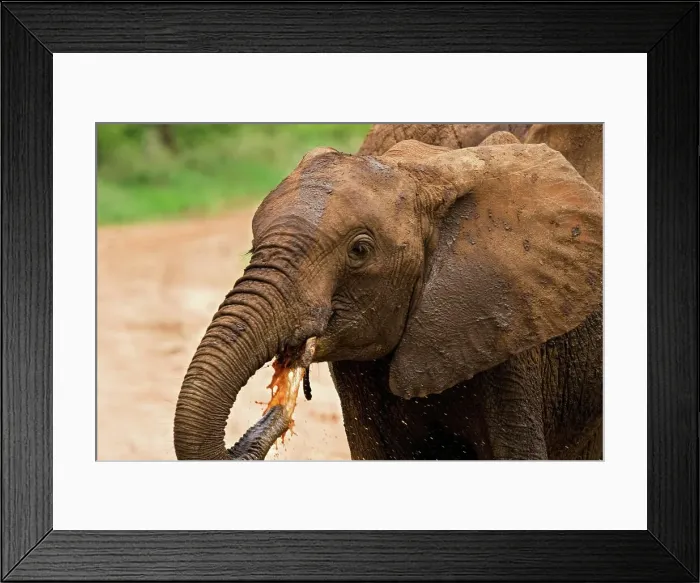 Framed Print : Juvenile African Elephant Stops for a Drink Framed Print : Juvenile African Elephant Stops for a Drink
