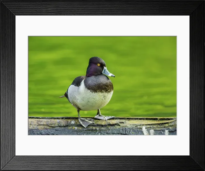 Framed Print : Canada, British Columbia, Vancouver Island Framed Print : Canada, British Columbia, Vancouver Island