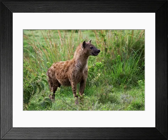 Framed Print : 4311, 4311-298