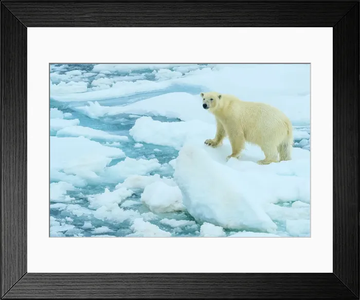 Framed Print : Arctic Ocean Climate Change Lindblad Expeditions Framed Print : Arctic Ocean Climate Change Lindblad Expeditions
