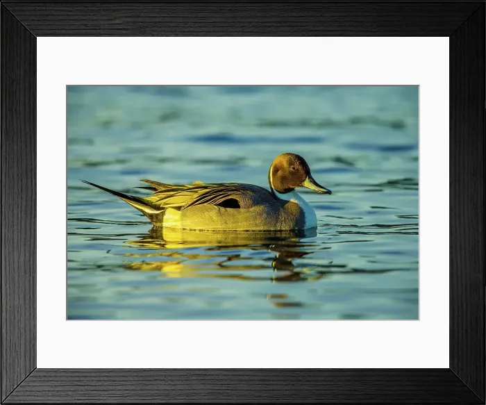 Framed Print : Canada, British Columbia, Vancouver Island Framed Print : Canada, British Columbia, Vancouver Island