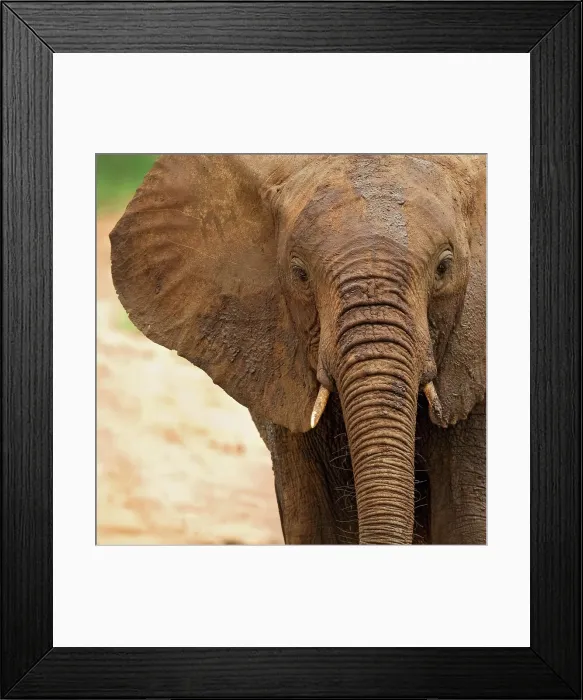 Framed Print : A Young Adult African Elephant Framed Print : A Young Adult African Elephant
