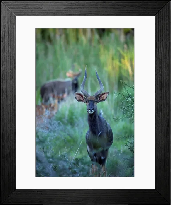 Framed Print : Nyala (Tragelaphus angazii) male