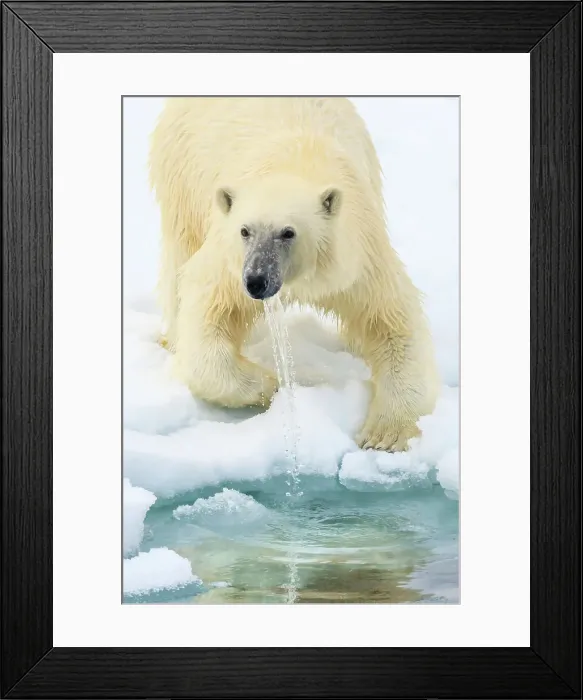 Framed Print : Arctic Ocean Climate Change Lindblad Expeditions Framed Print : Arctic Ocean Climate Change Lindblad Expeditions