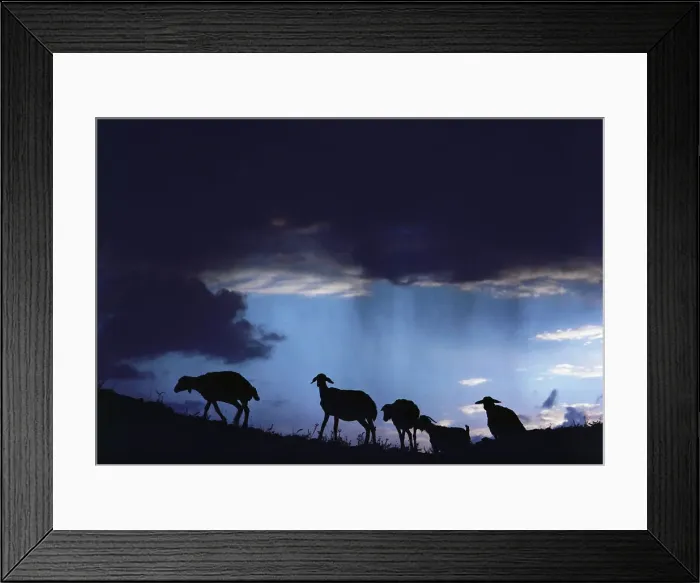 Framed Print : Silhouette of a flock of sheep at sunset, Turkey Framed Print : Silhouette of a flock of sheep at sunset, Turkey
