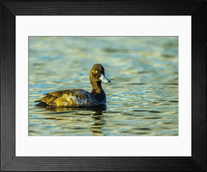 Framed Print : Canada, British Columbia, Vancouver Island Framed Print : Canada, British Columbia, Vancouver Island
