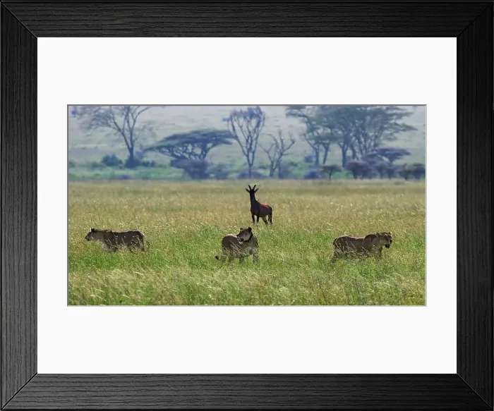 Framed Print : Three Lionesses Pant After a Failed Hunting Attempt While Their Prey Watches Framed Print : Three Lionesses Pant After a Failed Hunting Attempt While Their Prey Watches