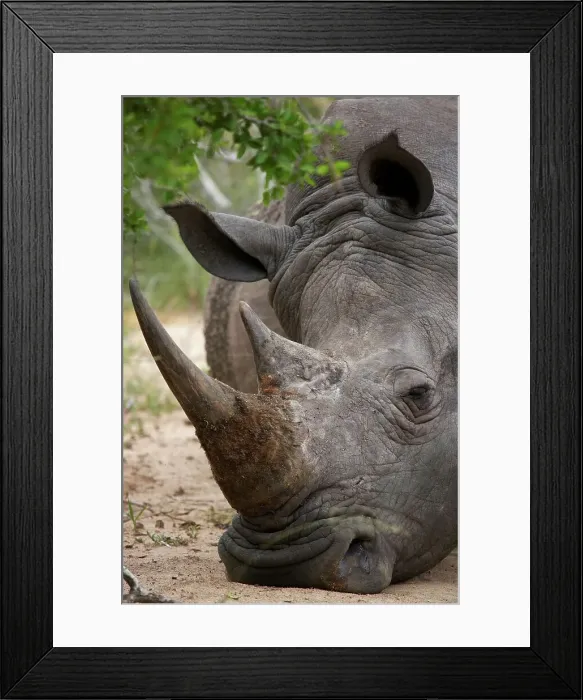 Framed Print : White Rhino (Ceratotherium simum) sleeping Framed Print : White Rhino (Ceratotherium simum) sleeping