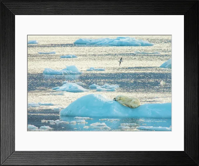 Framed Print : Arctic Ocean Climate Change Lindblad Expeditions Framed Print : Arctic Ocean Climate Change Lindblad Expeditions