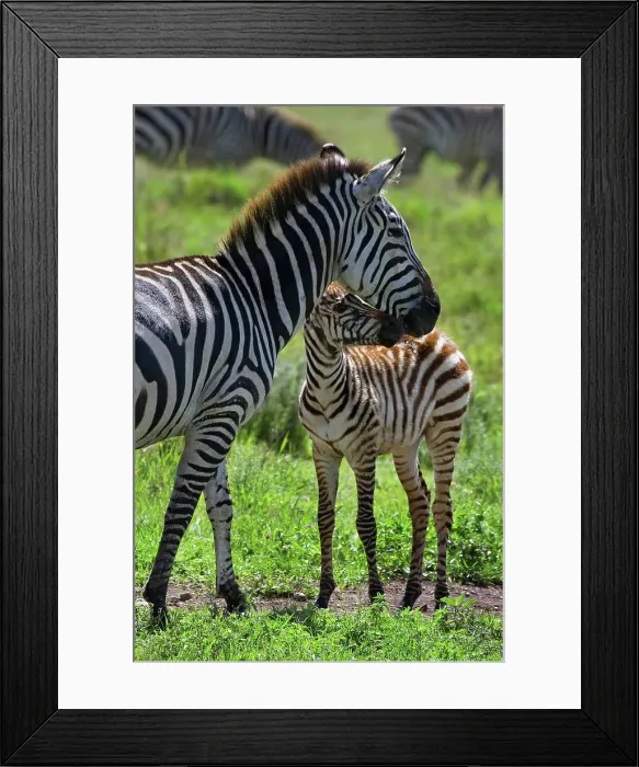 Framed Print : 4311, 4311-269 Framed Print : 4311, 4311-269
