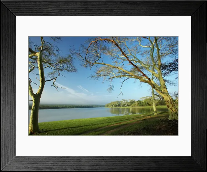 Framed Print : Fever Tree (Acacia xanthophloea) on the shore of Nyamithi Pan Framed Print : Fever Tree (Acacia xanthophloea) on the shore of Nyamithi Pan