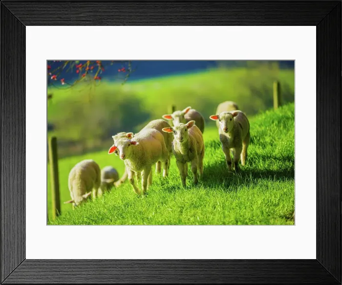 Framed Print : Canada, British Columbia, Vancouver Island