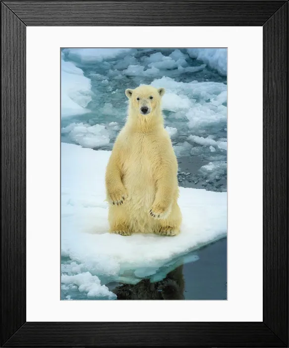 Framed Print : Polar bear (Ursus maritimus) sitting up on pack ice, Svalbard, Norway Framed Print : Polar bear (Ursus maritimus) sitting up on pack ice, Svalbard, Norway