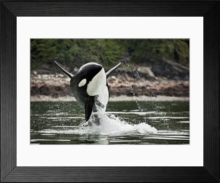 Framed Print : A male orca can be identified easily by its tall and straight dorsal fins