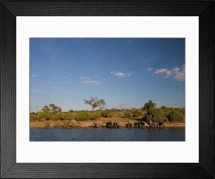 Framed Print : Elephant (Loxodonta Africana) Chobe National Park Framed Print : Elephant (Loxodonta Africana) Chobe National Park