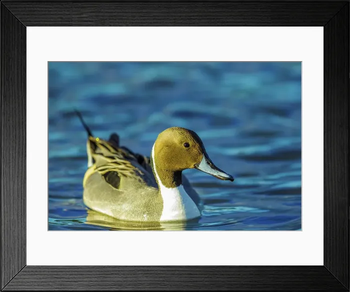 Framed Print : Canada, British Columbia, Vancouver Island Framed Print : Canada, British Columbia, Vancouver Island