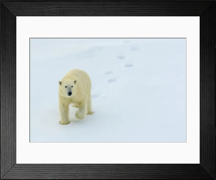 Framed Print : Arctic Ocean Climate Change Lindblad Expeditions Framed Print : Arctic Ocean Climate Change Lindblad Expeditions