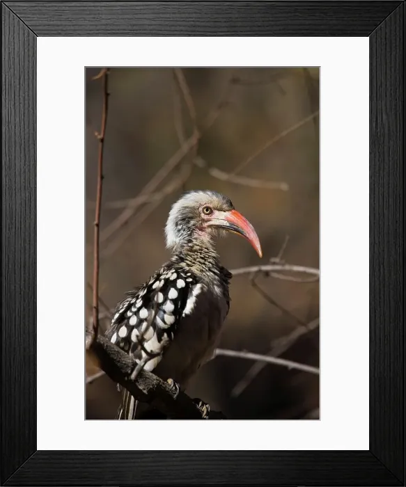 Framed Print : Redbilled Hornbill. (Tockus erythorhynchus) Dikhololo Framed Print : Redbilled Hornbill. (Tockus erythorhynchus) Dikhololo