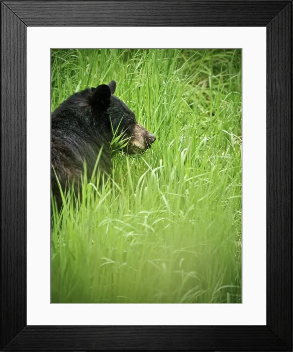 Framed Print : In Juneau, Alaska, the salmon run at different periods throughout the summer and fall Framed Print : In Juneau, Alaska, the salmon run at different periods throughout the summer and fall