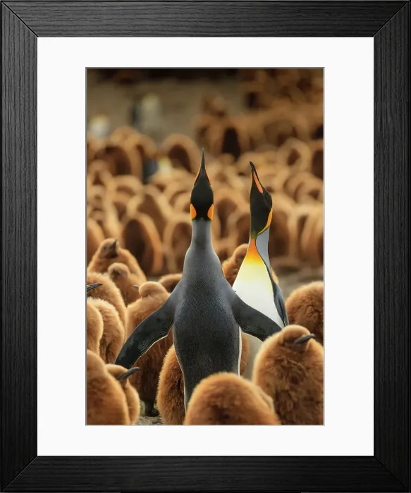 Framed Print : Adventure Antarctica Aptenodytes Patagonicus
