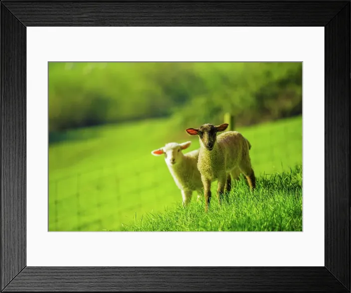 Framed Print : Canada, British Columbia, Vancouver Island Framed Print : Canada, British Columbia, Vancouver Island