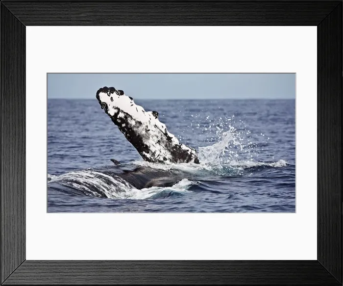 Framed Print : A female humpback whale spins onto her belly while the dorsal fin of a spinner dolphin sneaks in the background