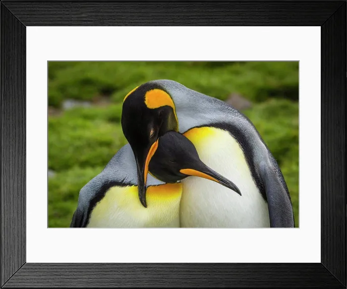 Framed Print : Courtship Behavior, King Penguins (Aptenodytes patagonicus), at St. Andrews Bay, South Georgia Framed Print : Courtship Behavior, King Penguins (Aptenodytes patagonicus), at St. Andrews Bay, South Georgia