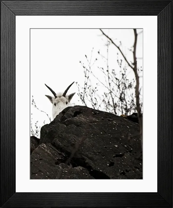 Framed Print : Mountain goats are forced to stay at lower altitudes in the winter compared to the summer because of avalanche danger