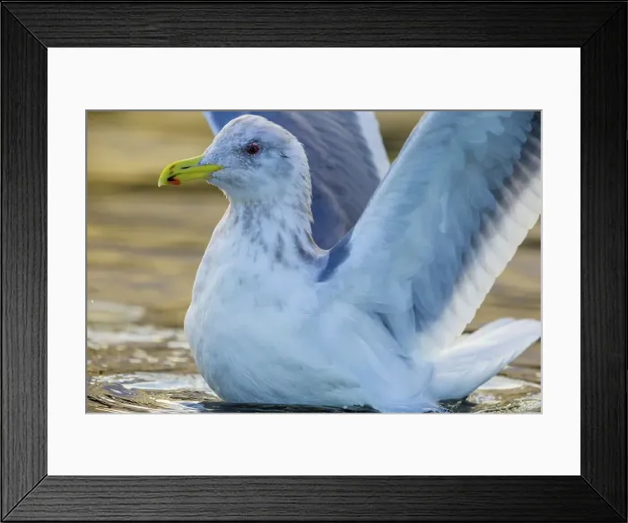 Framed Print : Canada, British Columbia, Vancouver Island Framed Print : Canada, British Columbia, Vancouver Island