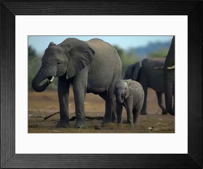 Framed Print : Elephant (Loxodonta africana). The calf has a wire snare on its trunk Framed Print : Elephant (Loxodonta africana). The calf has a wire snare on its trunk