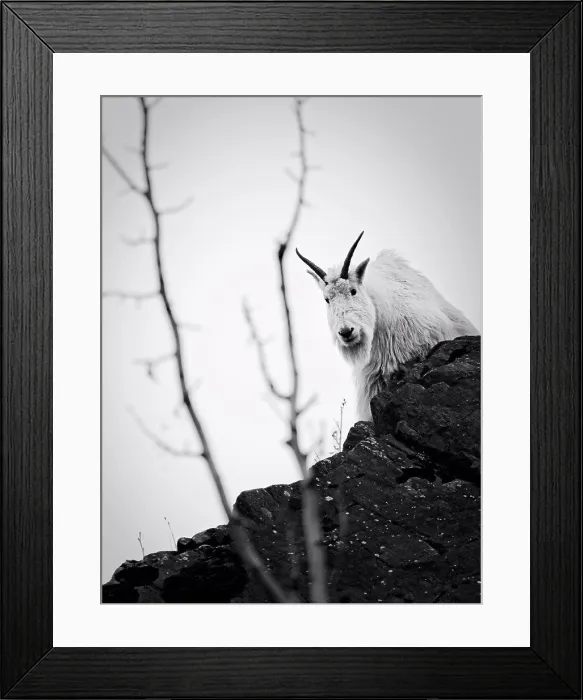 Framed Print : The mountain goats in Juneau, Alaska were at one point almost hunted out