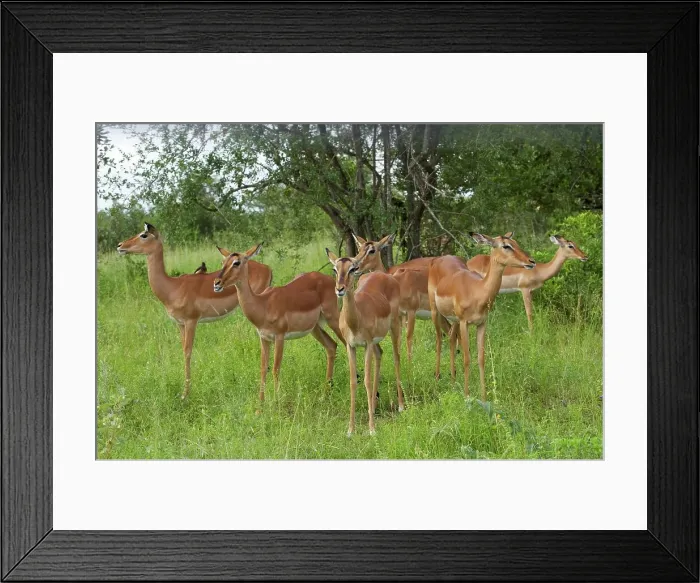 Framed Print : Impala Aepyceros malampus} herd Framed Print : Impala Aepyceros malampus} herd