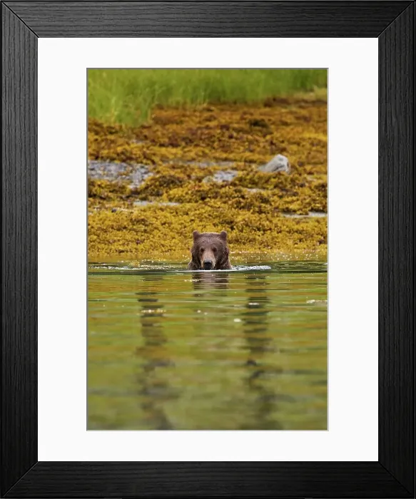 Framed Print : A young brown bear plays in the salt water of Angoon Harbor Framed Print : A young brown bear plays in the salt water of Angoon Harbor