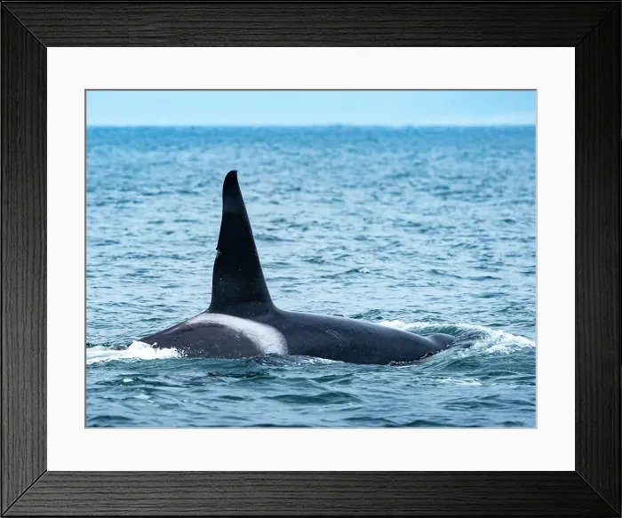 Framed Print : (Orca Orcinus) California Monterey Bay Monterey Bay National Marine Refuge