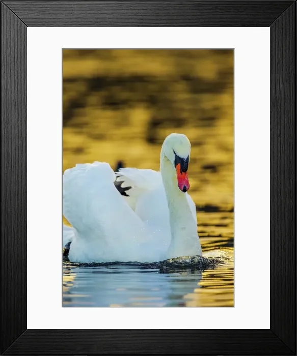 Framed Print : Canada, British Columbia, Vancouver Island Framed Print : Canada, British Columbia, Vancouver Island