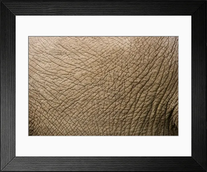 Framed Print : African Elephant Loxodonta Africana} Framed Print : African Elephant Loxodonta Africana}
