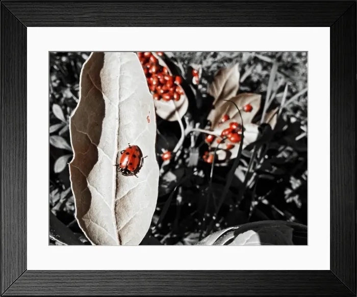 Framed Print : Huge Clump of Ladybugs Roam and Mate in the Forests