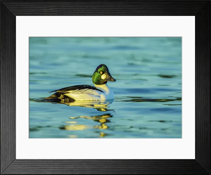 Framed Print : Canada, British Columbia, Vancouver Island